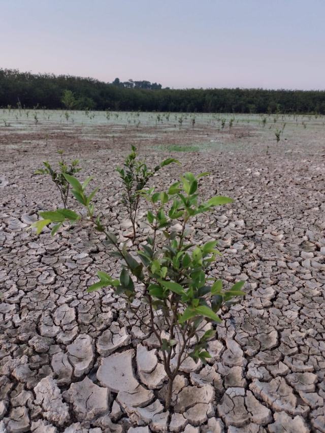 Tierra-seca-afectaciones-cambio-climA¡tico-1152x1536