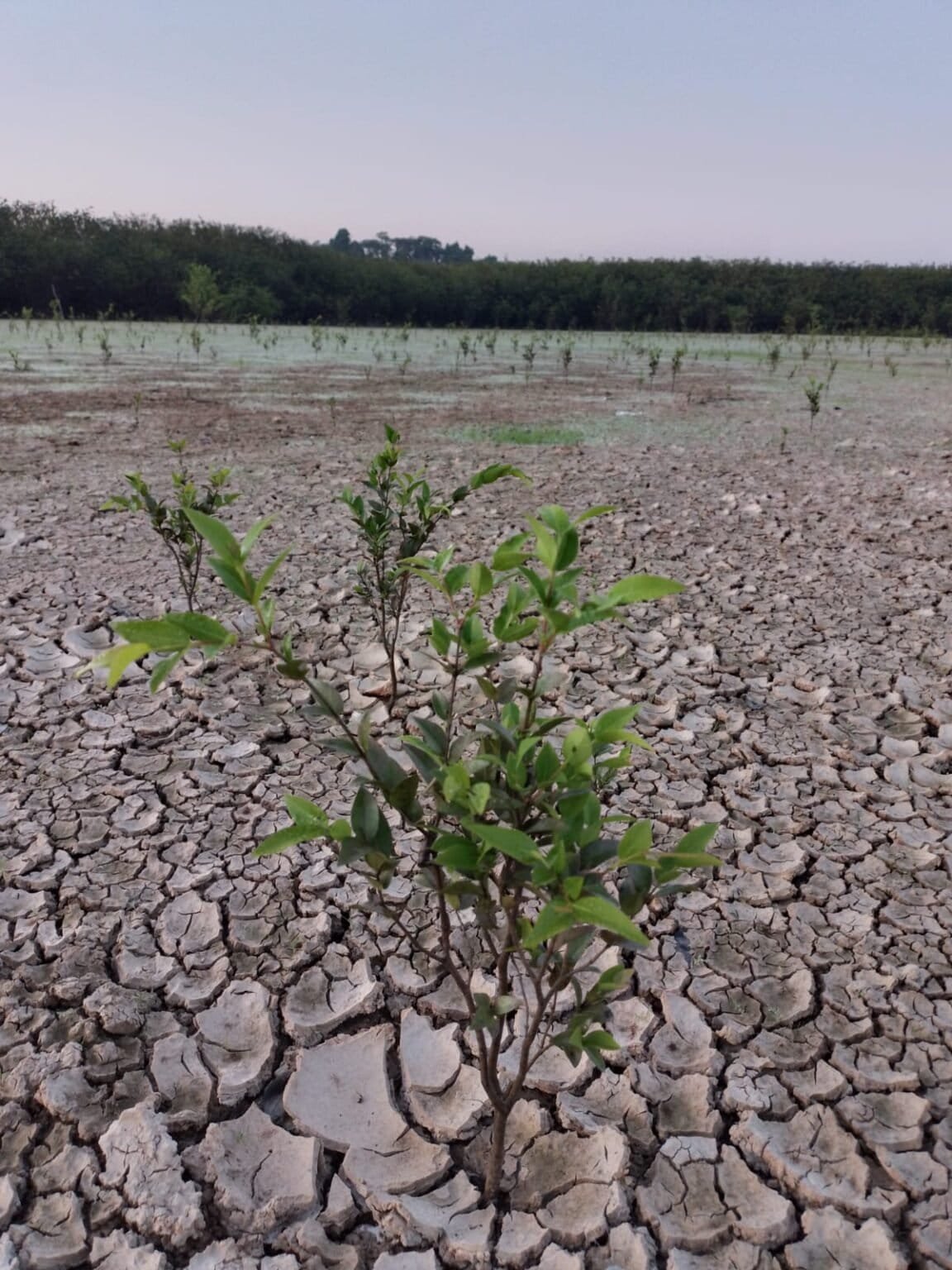 Tierra-seca-afectaciones-cambio-climA¡tico-1152x1536