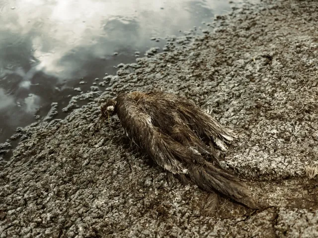 Detalle de un ave muerta fosilizada sobre la tierra seca y conchuelas.