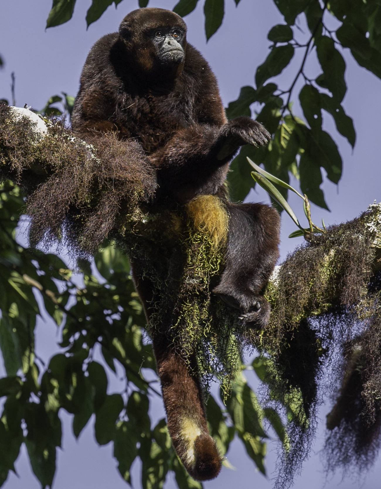 Yellow-tailed-woolly-monkey_-C-BernardoRocaRey_baja