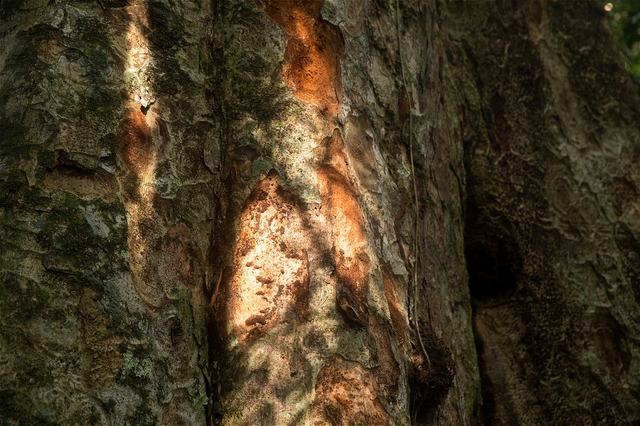 Tronco de un Shihuahuaco adulto
