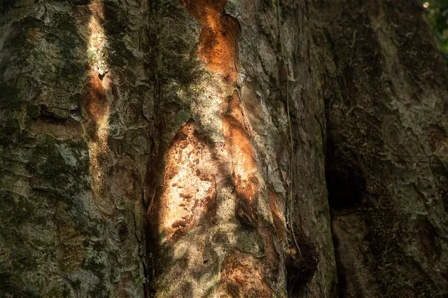 Tronco de un Shihuahuaco adulto