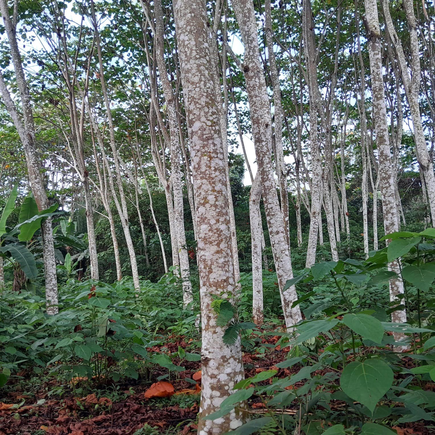 arboles-de-balsa_territorio-Sharamentsa_Ecuador_Moises-Peas-Senkuan_21