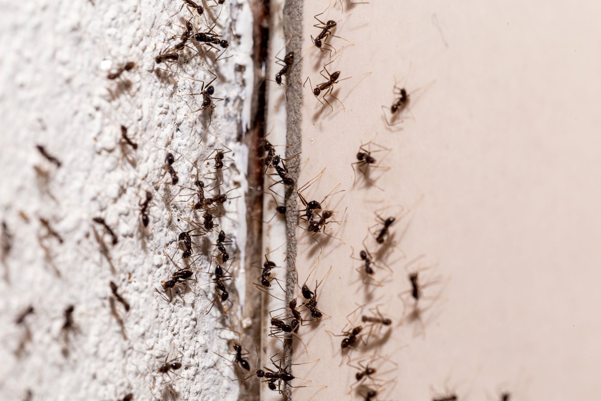 bugs-wall-coming-out-through-crack-wall-sweet-ant-infestation-indoors2