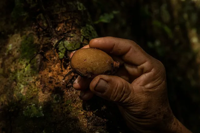 Fruto de un Shihuahuaco