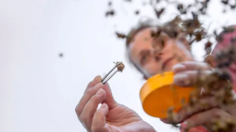 cannabis.jpg