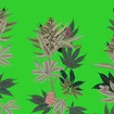 cannabis mitos card.jpg