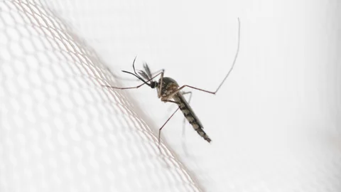 dengue2.jpg