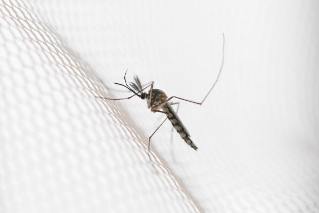dengue2.jpg