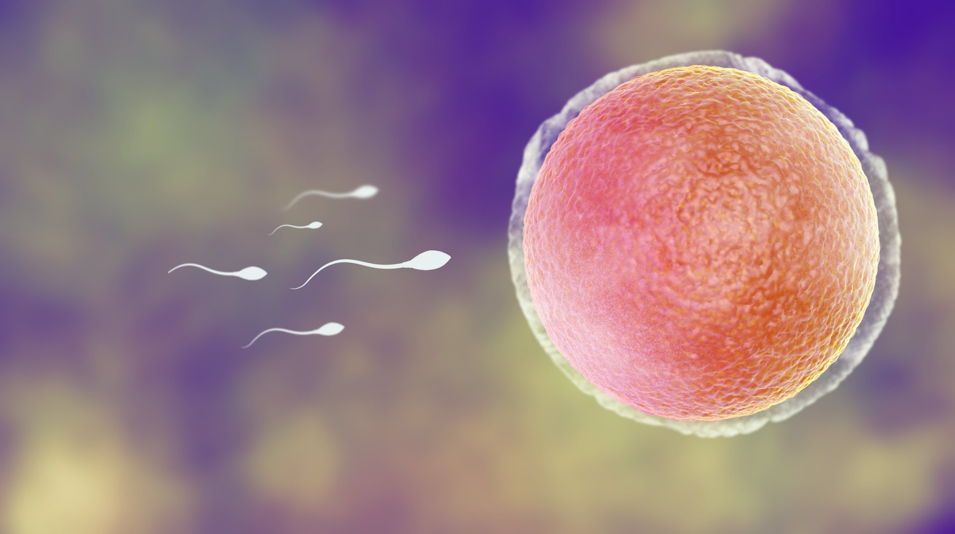 fertilization-egg-sperm (2)