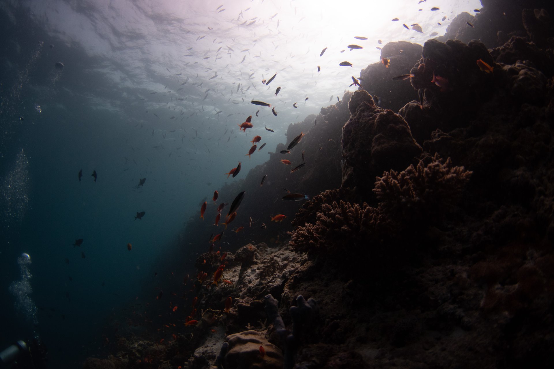 Derrame de Repsol: Los daños que deja el petróleo en el fondo del mar -  Salud con lupa