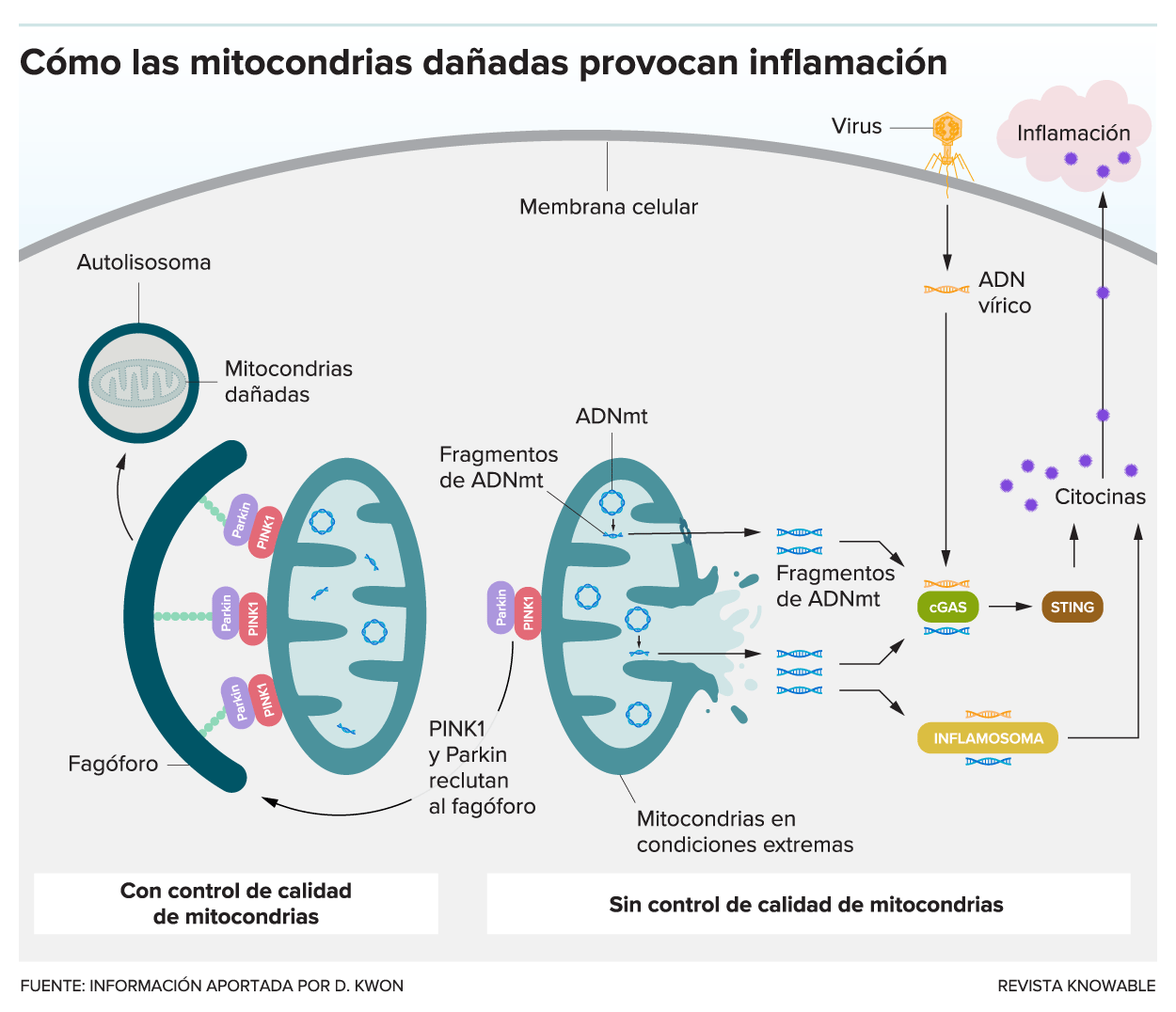 g-mitochondria-inflammation-kee-alt-2