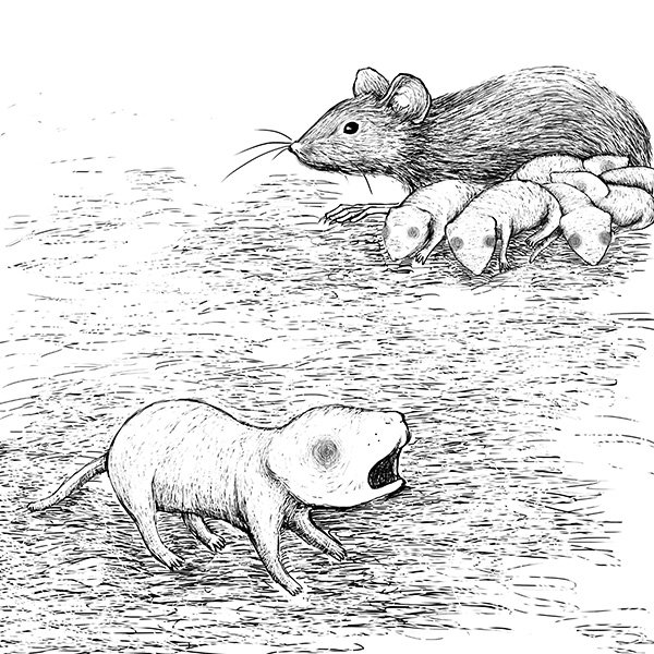 i-mouse-pup-cries-kee