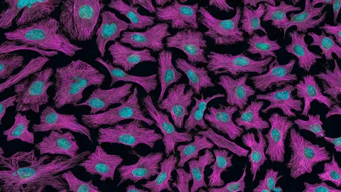 C:\fakepath\image (153).png