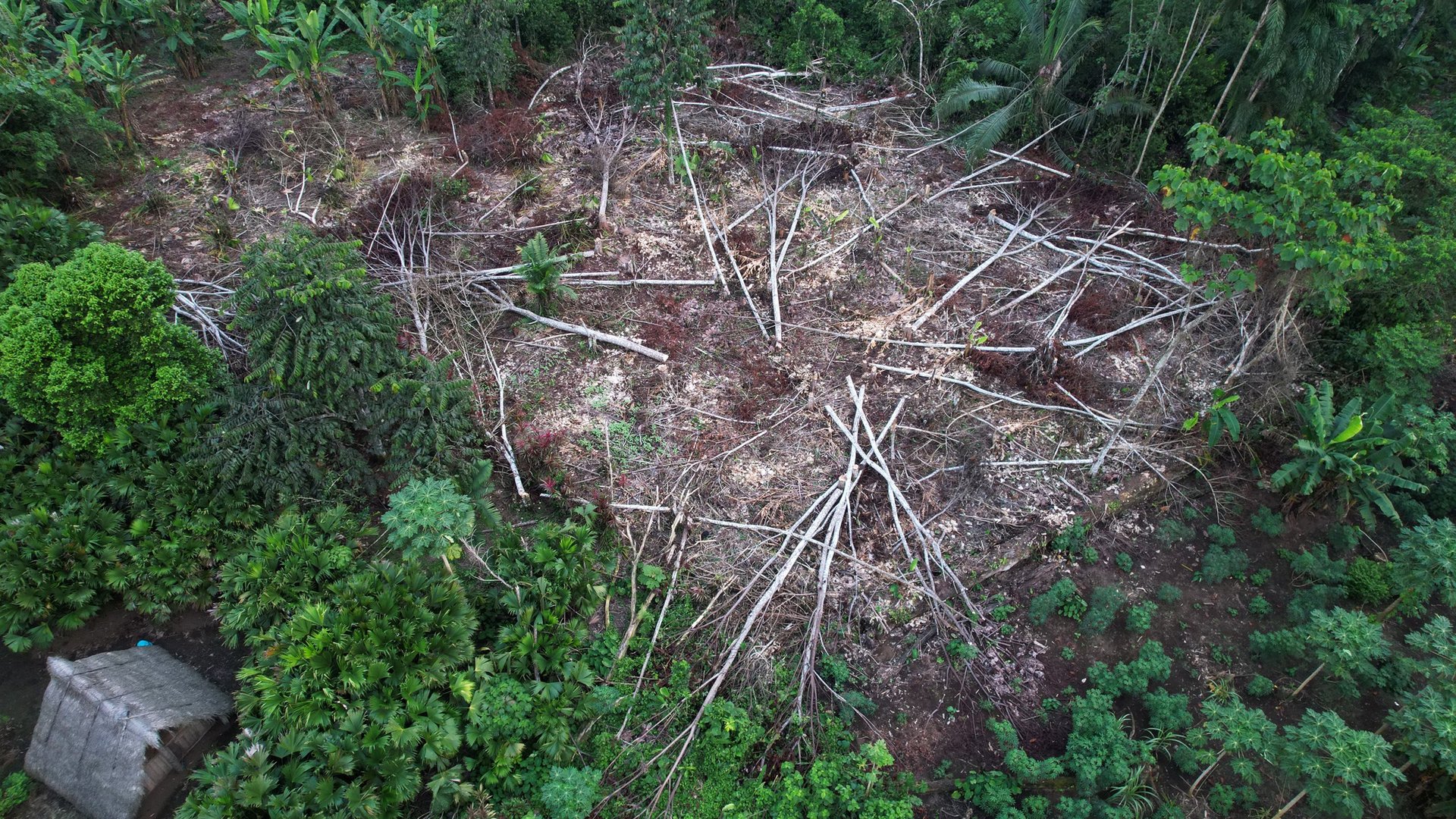 imagen-aerea-balsa-deforestada_territorio-Sharamentsa_Ecuador_Moises-Peas-Senkuan