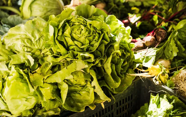 lechuga0001
