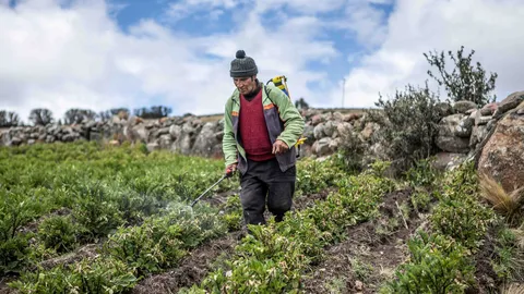 Agricultor Máximo Ticllacuri. Huancavelica.