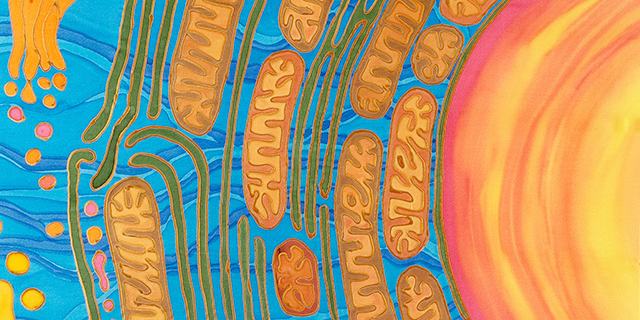 mitochondria brain