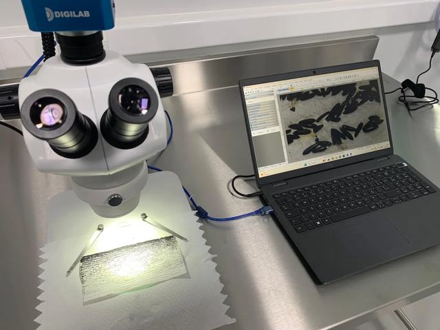 mosquitoeggs
