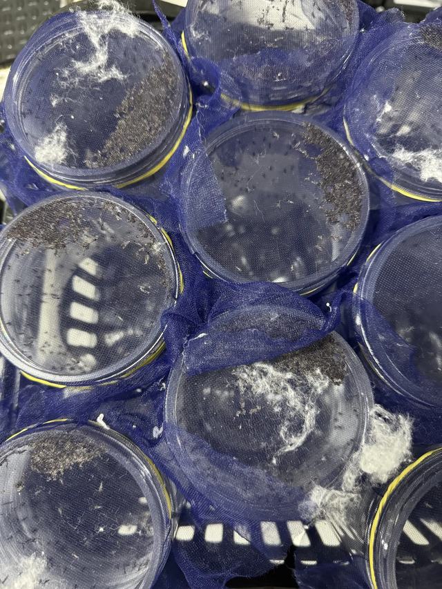 mosquitosamples