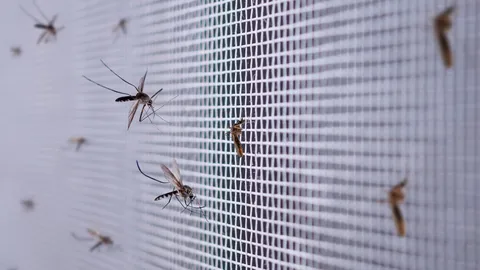 muchos-mosquitos-pantalla-alambre-red-insectos-cerca-ventana-casa