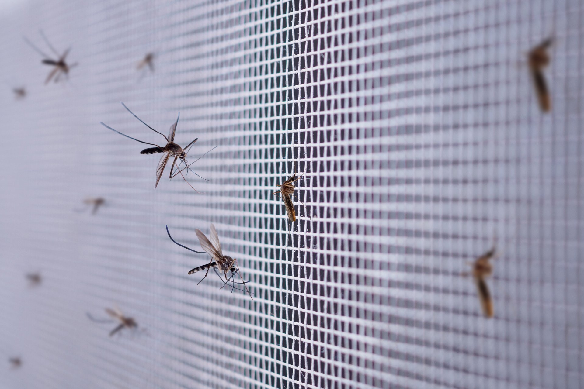 muchos-mosquitos-pantalla-alambre-red-insectos-cerca-ventana-casa