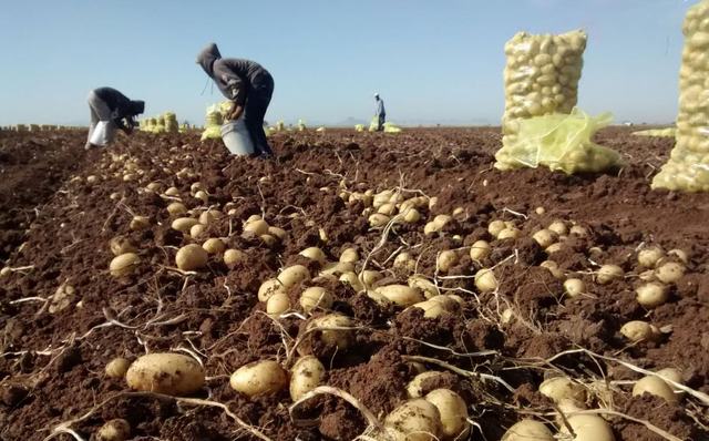 nueva-variedad-de-papa-resistente-a-enfermedades