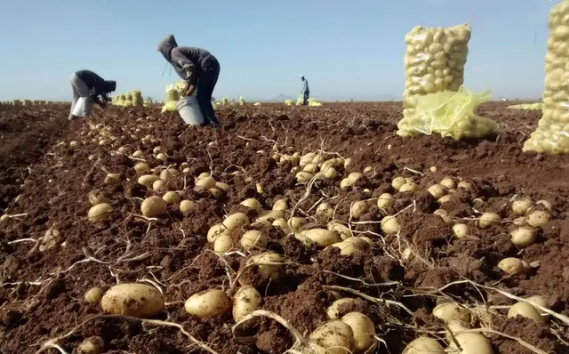 nueva-variedad-de-papa-resistente-a-enfermedades