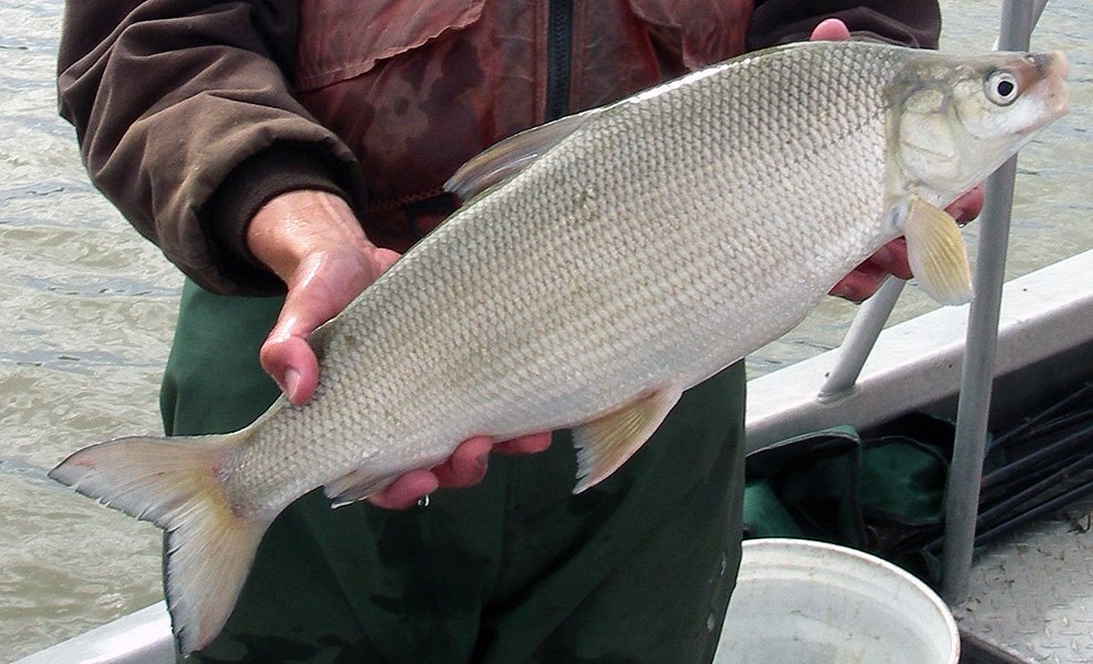 p-lake-whitefish