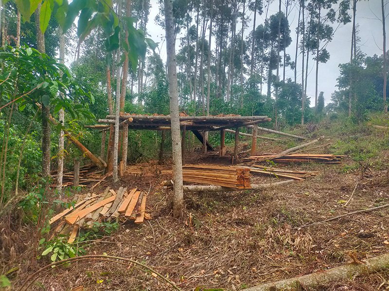 p-logging-camp-uganda