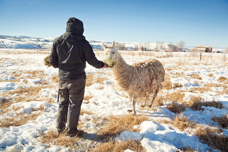 p-man-feeding-llama-kee