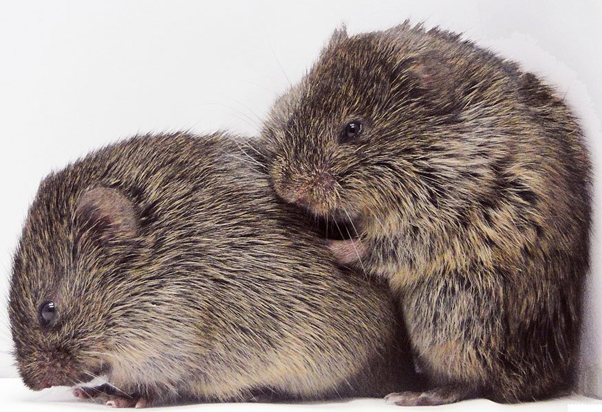 p-prairie-voles-consoling-kee