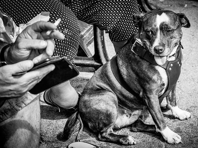 p-smoking-near-dog-kee
