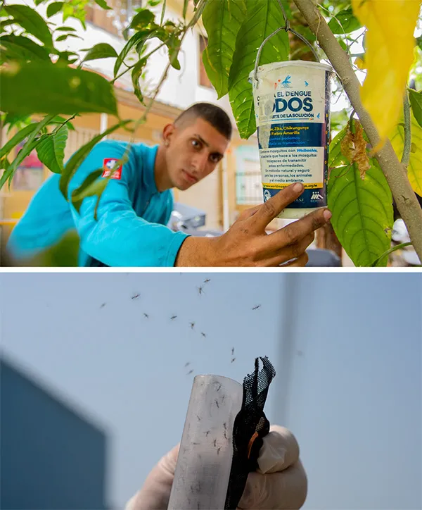 p-wolbachia-mosquitos-kee (1)
