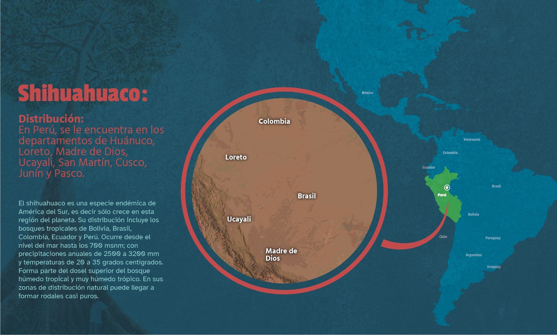 Infografía de ubicación del Shihuahuaco
