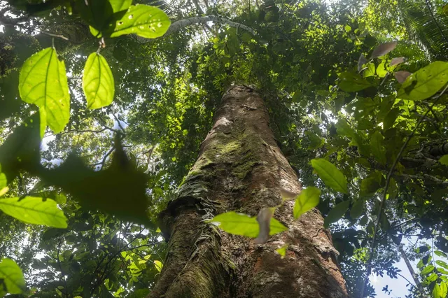 Shihuahuaco - Tambopata