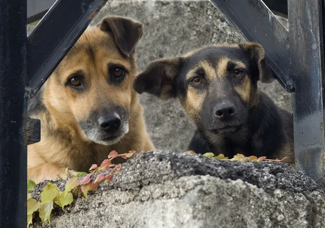 shutterstock_347666390_dogs.jpg