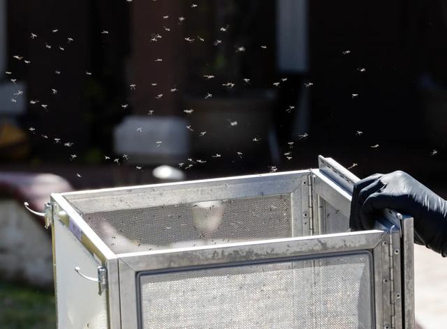 sterilizedmosquitoes