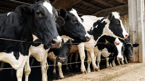 vacas