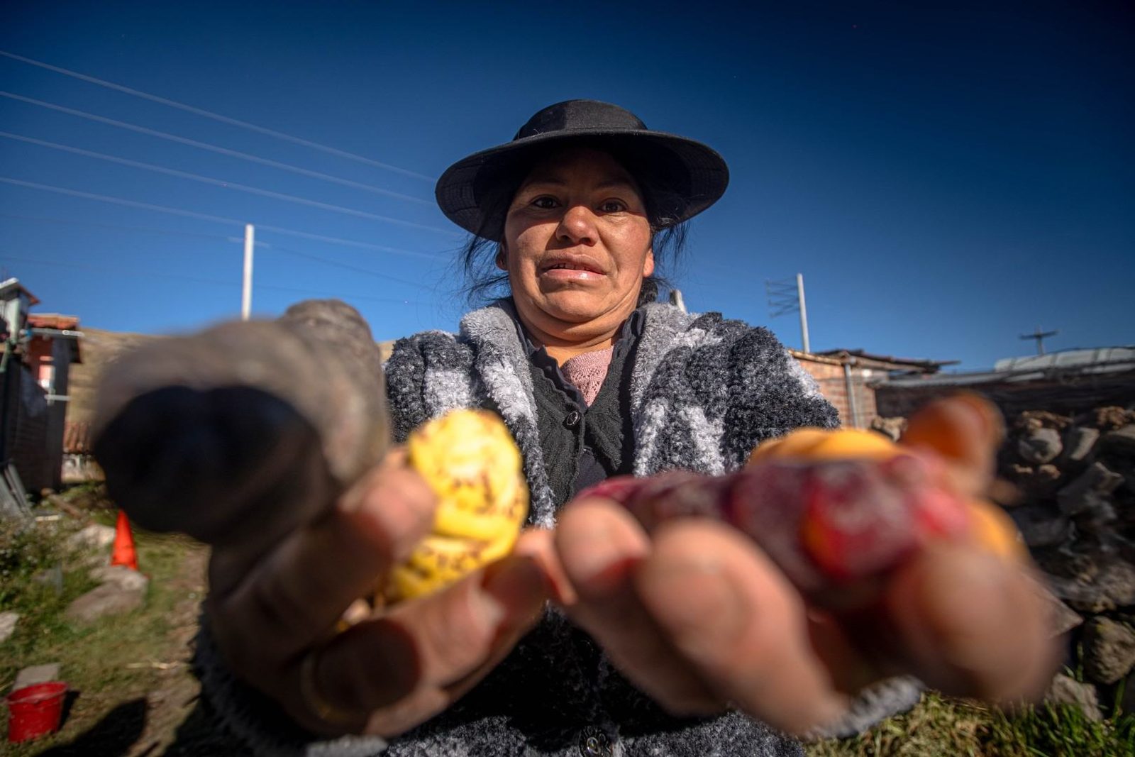 Unas manos muestran dos papas recién cosechadas, una amarilla y otra morada