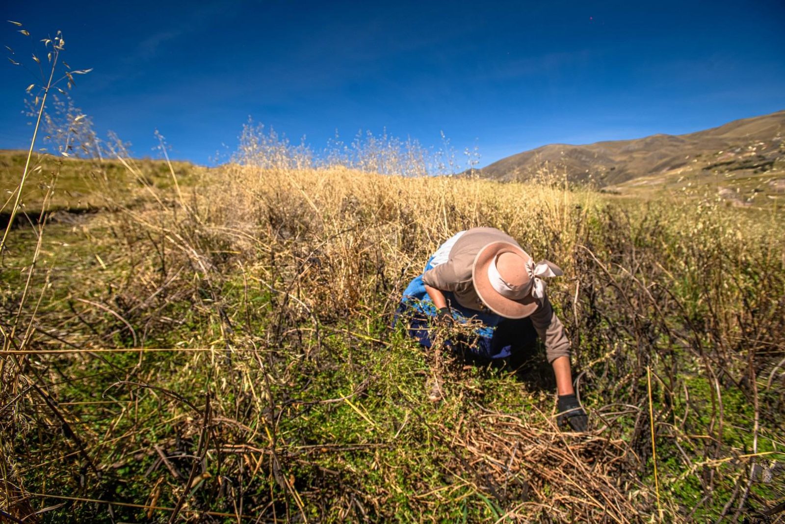 Una agricultora, inclinada y con sombrero, trabaja entre el cultivo en la ladera de un cerro