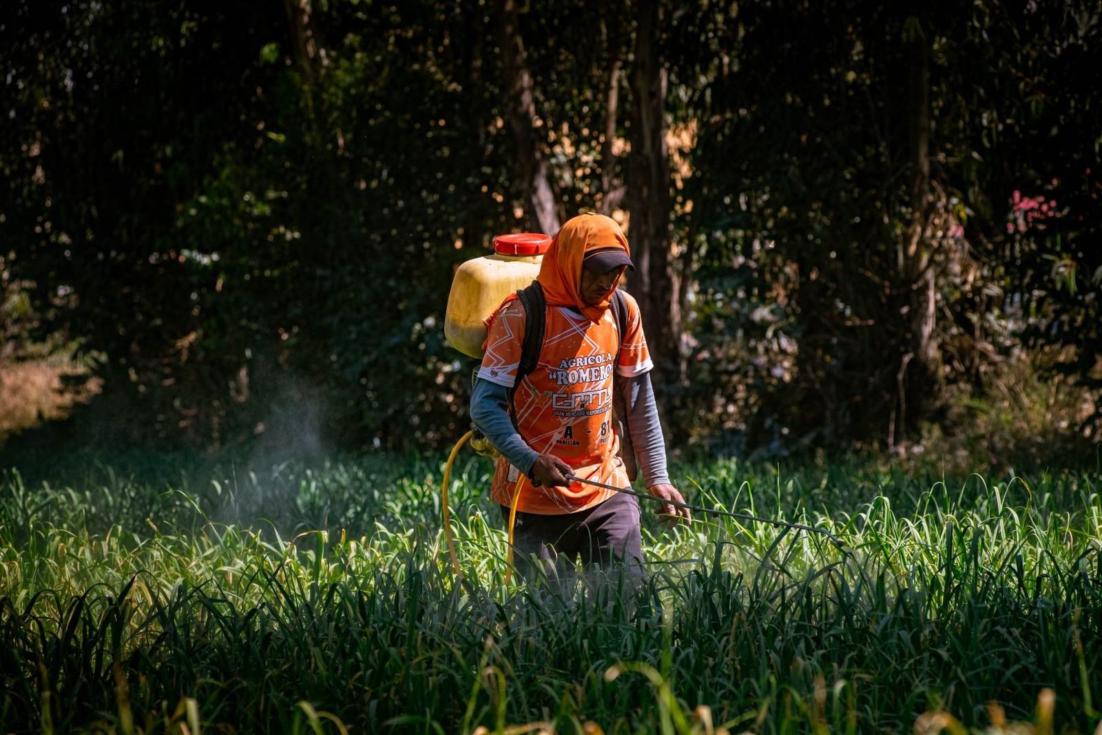 Una persona fumiga con una mochila pulverizadora en un campo verde, con el rostro y las manos descubiertos
