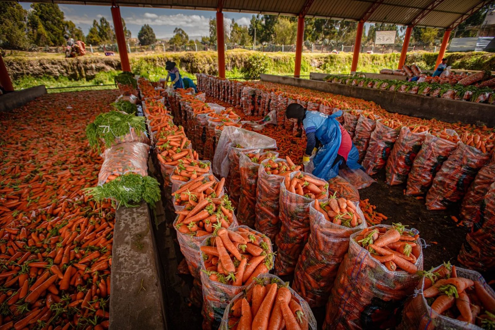 Hileras de zanahorias lavadas y ensacadas bajo un cobertizo